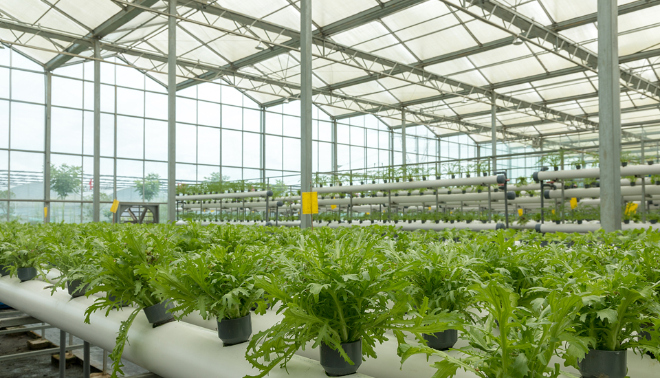 農(nóng)業(yè)領(lǐng)域溫室大棚解決方案